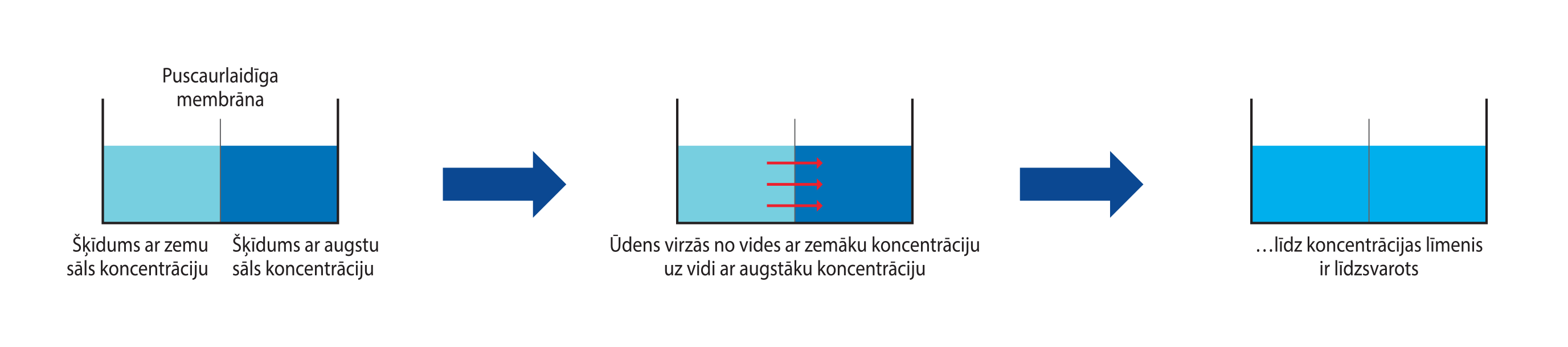 Schema Membrane EN